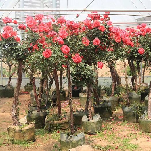 沭阳县树状月季  嫁接树状月季 月季树