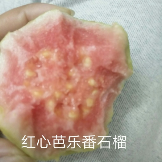 合浦县红心芭乐 250-300克 