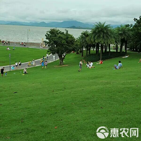 草坪种子  天堂草四季青结缕草百慕大狗牙根黑麦草马尼拉草