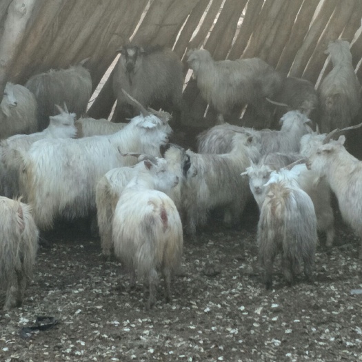 库尔勒市塔河小山羊 30斤以下 