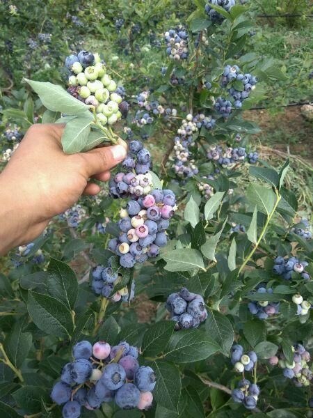 泰安蓝宝石蓝莓苗  蓝丰蓝莓