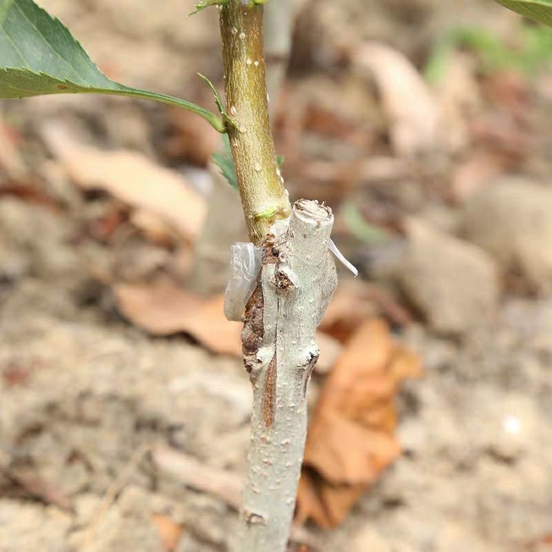 大金星山楂樹苗 