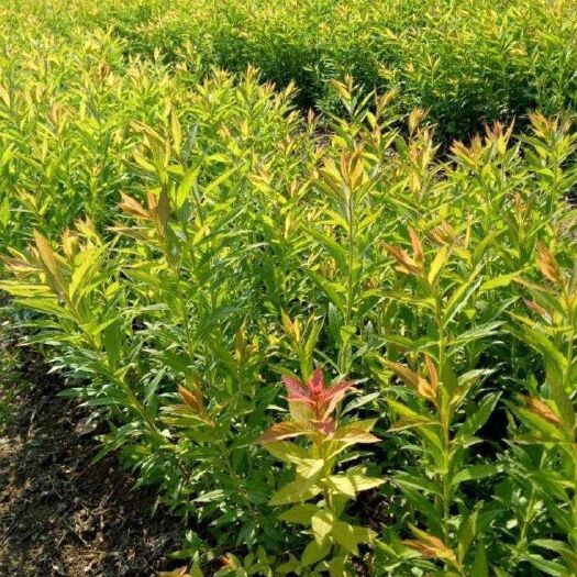 青州市金山绣线菊  绣线菊