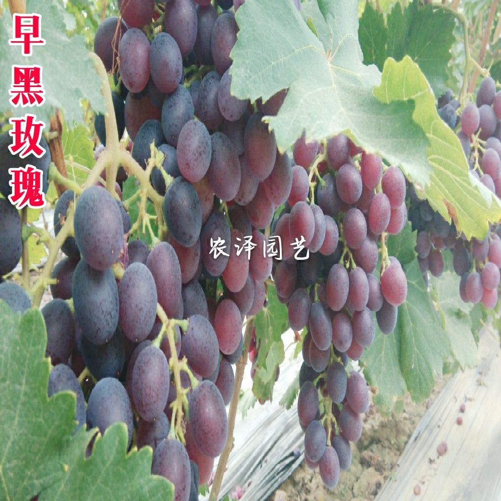 特早熟早黑玫瑰葡萄苗大棚葡萄苗批发基地保证纯度和成活率
