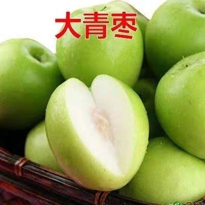 平邑县大青枣苗 