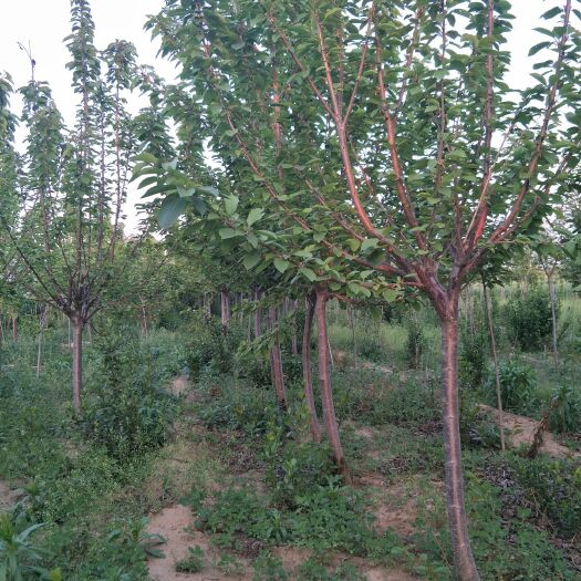 泰安红灯樱桃苗  大樱桃树 樱桃树俄罗斯8号樱桃树