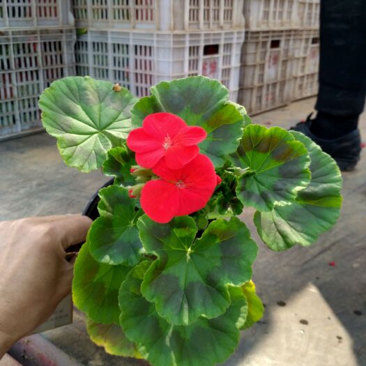 青州市天竺葵，天竺葵，