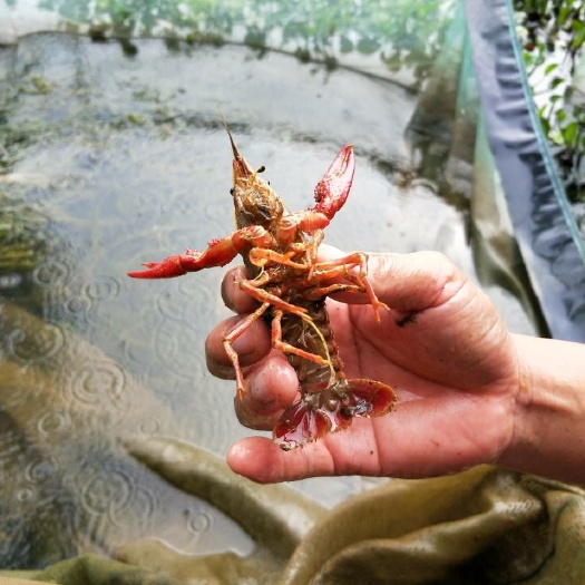梧州小龙虾苗 