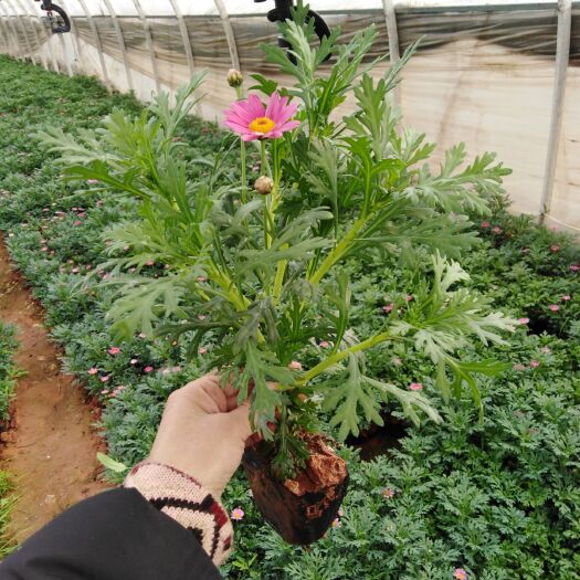 宜良县蓬蒿菊 