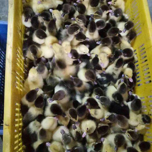 昆明火鸭 2斤以下 统货 全圈养