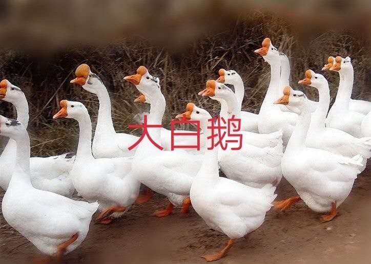 南宁大白鹅苗 