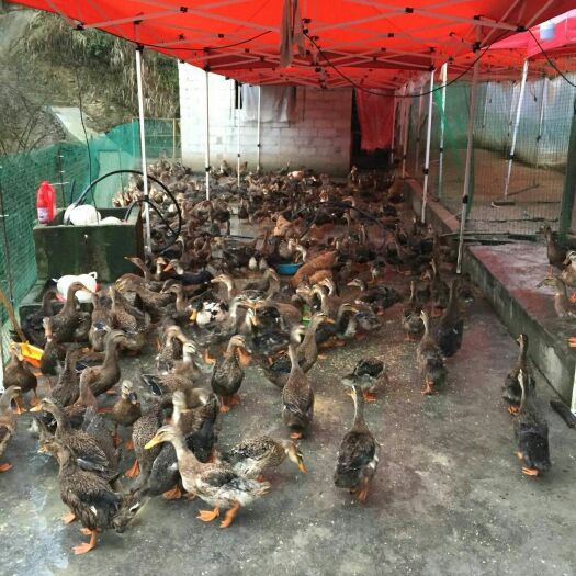 绥阳县 土鸭母的9个月处理