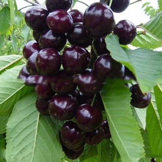 平邑县黑珍珠苗 樱桃树2至3年苗