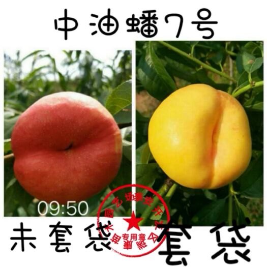 泰安中油蟠7号桃苗 0.5~1米 