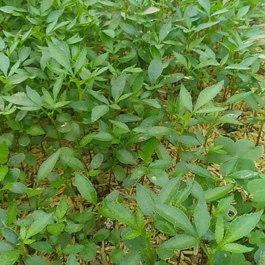 西昌市青花椒苗 