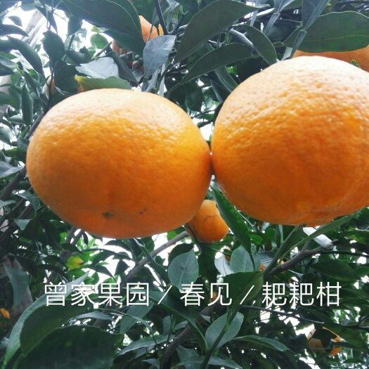 邛崃市耙耙柑 统货 3两以上 