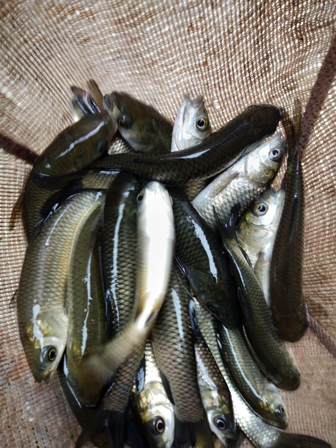 裸鲤 支持送货上门，货到付款量大从优，四川，云南，贵州，湖南，广西