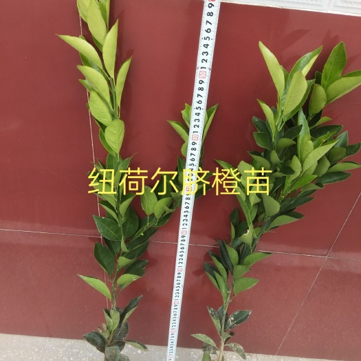 松滋市纽荷尔脐橙苗 嫁接苗 0.5~1米 