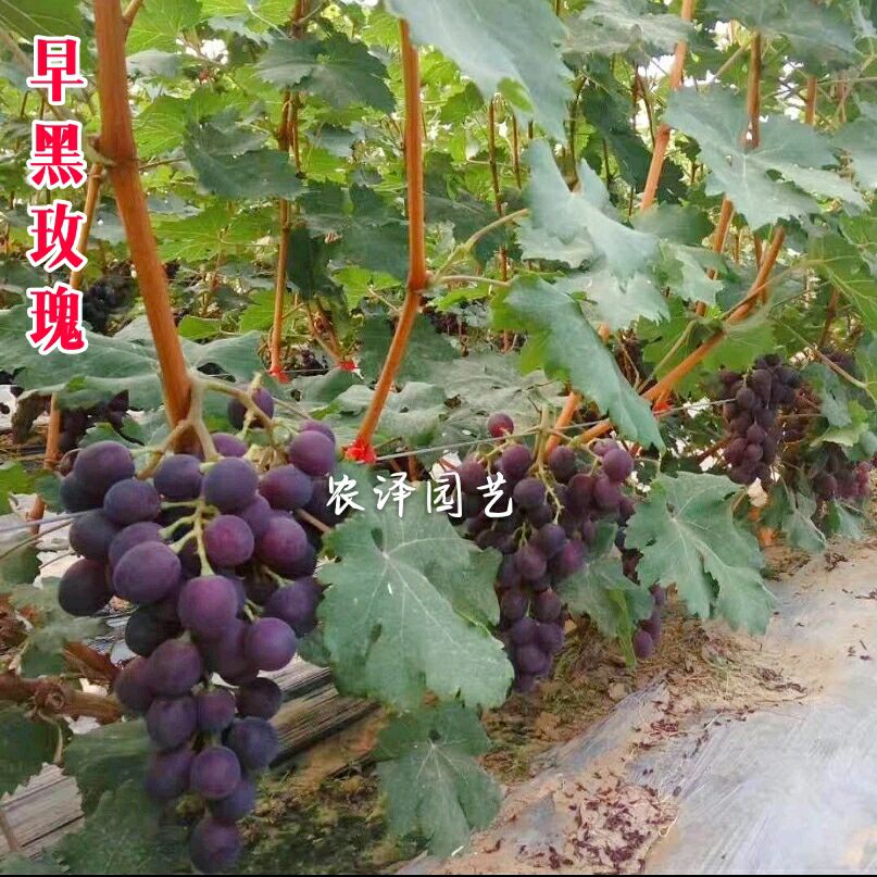特早熟早黑玫瑰葡萄苗大棚葡萄苗批发基地保证纯度和成活率
