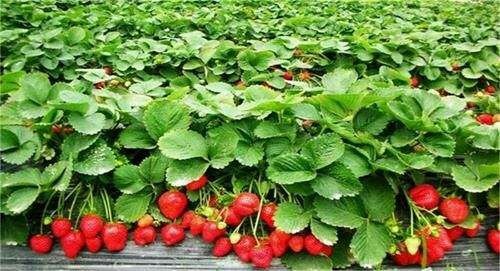 泰安红颜丰香草莓苗 10~20公分 地栽苗 