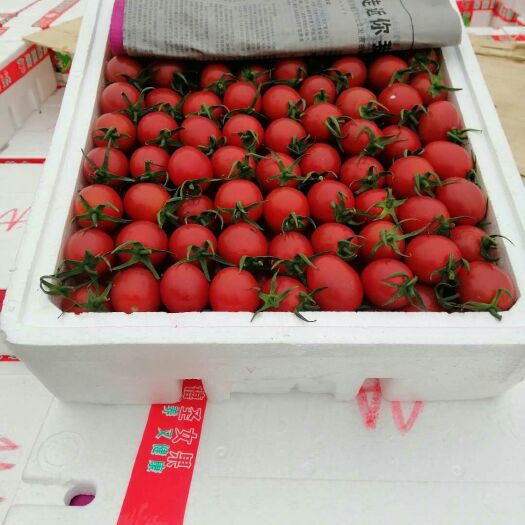 莘县千禧圣女果