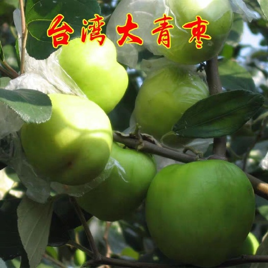 平邑县大青枣苗 