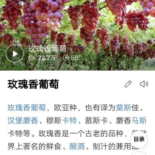 兴城市玫瑰香葡萄苗 