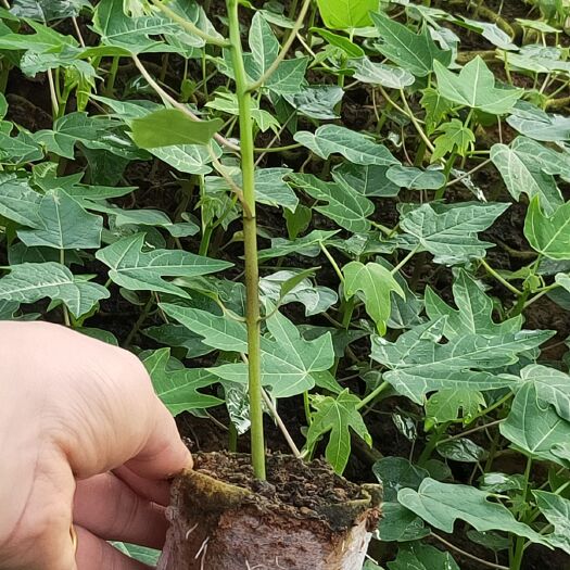 灵山县红心木瓜苗  