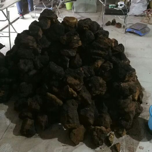 齐齐哈尔俄罗斯桦树茸 整块 袋装 