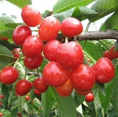 平邑县红灯樱桃苗 
