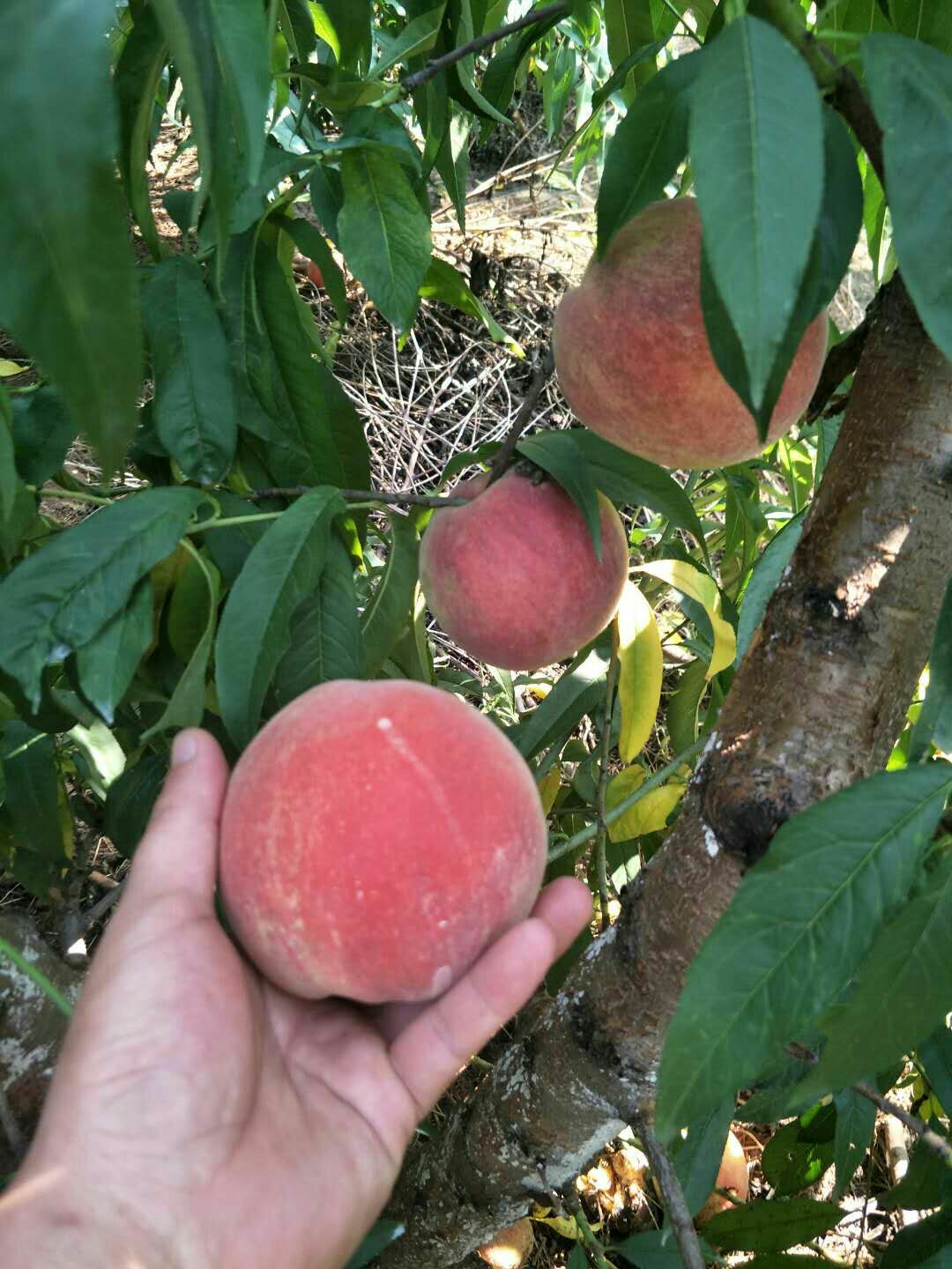 秋彤桃树苗 纽扣蟠桃 油蟠7 油蟠7-7 中蟠17