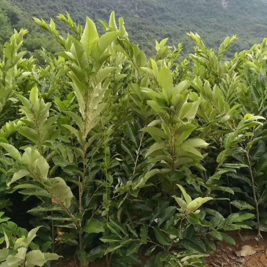 简阳市有机板栗 嫁接苗 0.5~1米 