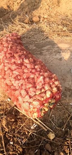 鸡泽县白洋姜 以大量上市，需求者请联系