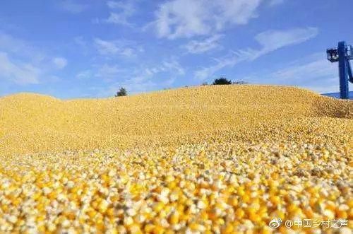 隰县玉米糁 净货 水份14%-16% 