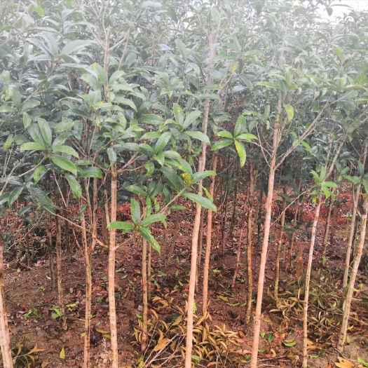 融安县普通桂花树