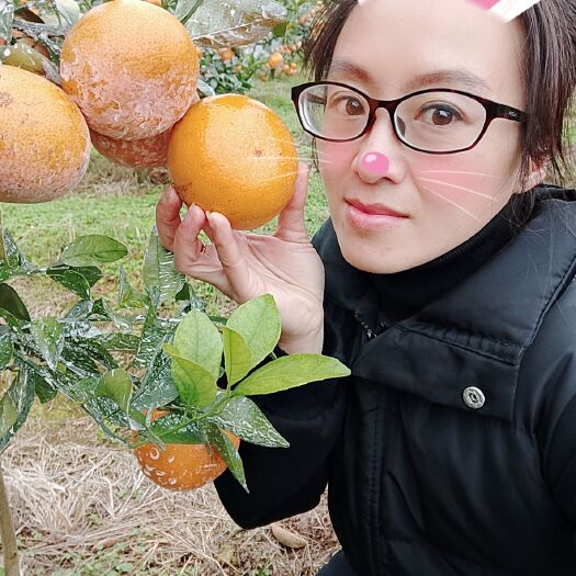 河池茂谷柑 统货 4两以上 