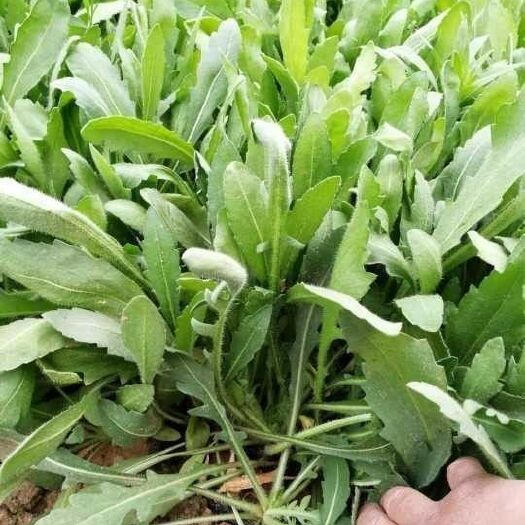 青州市天人菊 