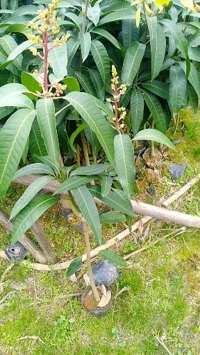 灵山县金煌芒果苗  芒果苗