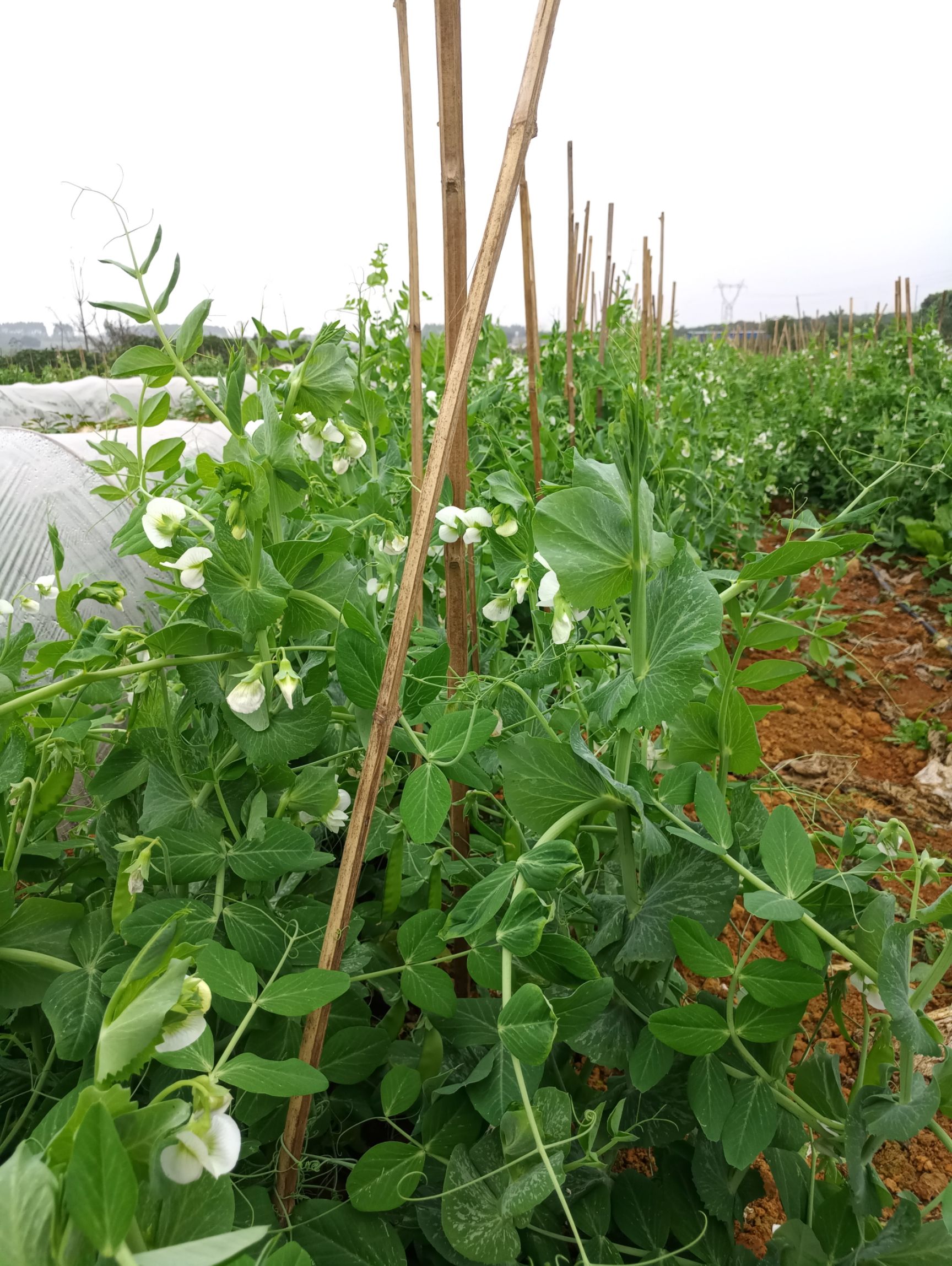 豌豆角 5-7cm 