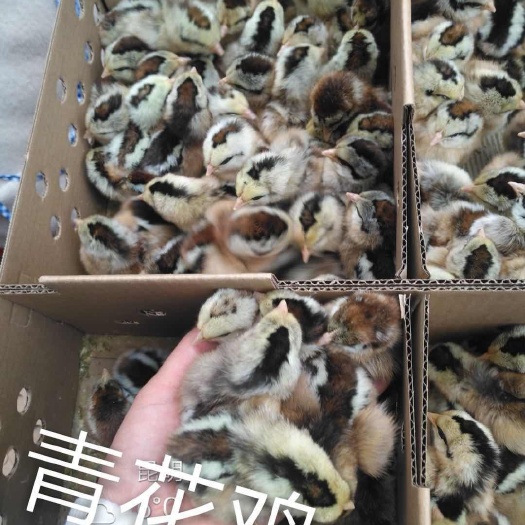 昆明土鸡苗 青花鸡