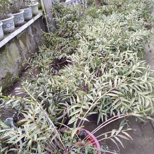 夹江县夹江叠鞘石斛 