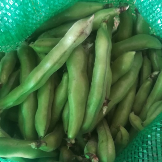 河源新鲜蚕豆 