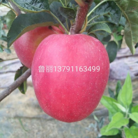 莱州市鲁丽苹果苗 1~1.5米 
