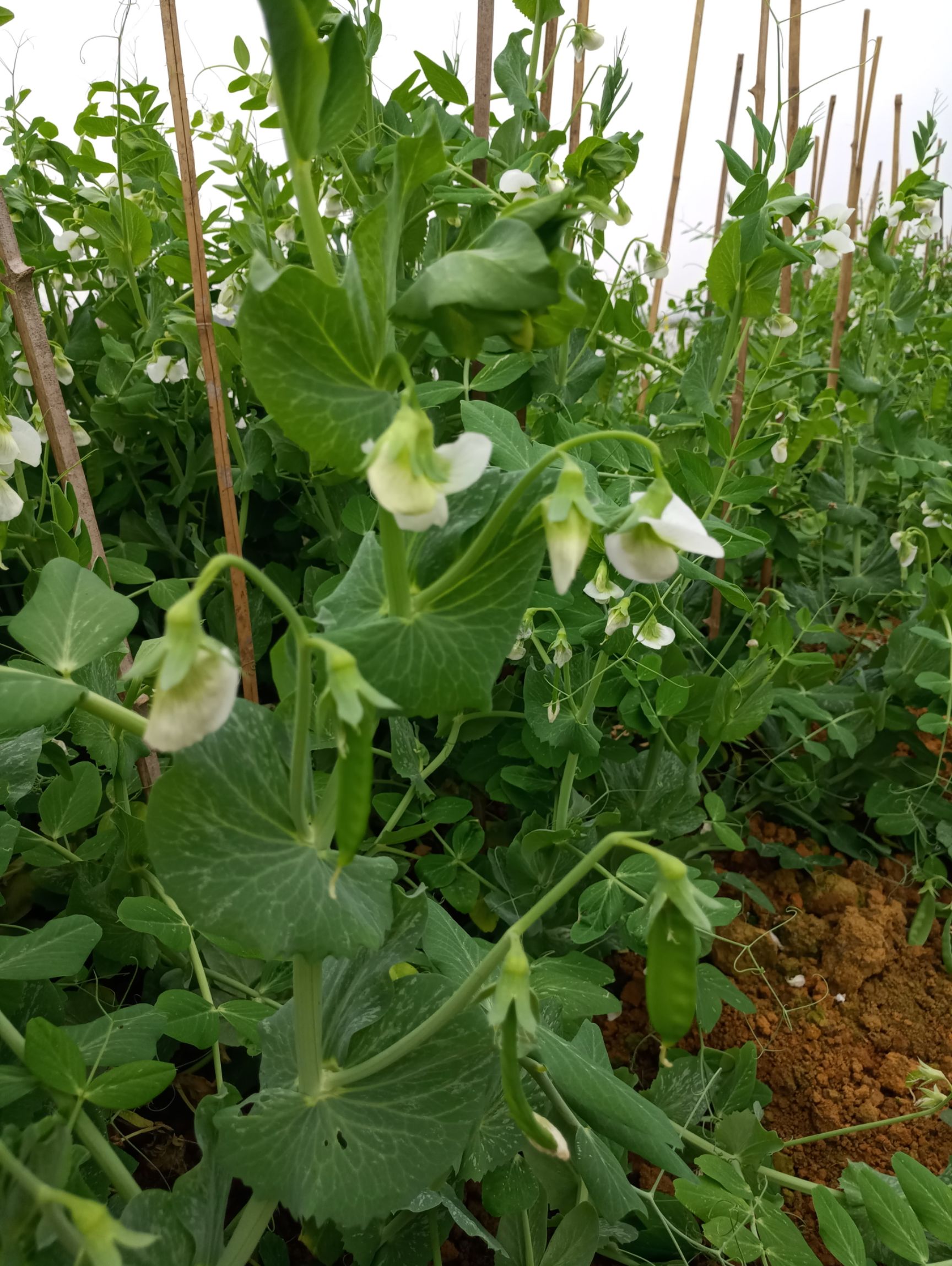 豌豆角 5-7cm 