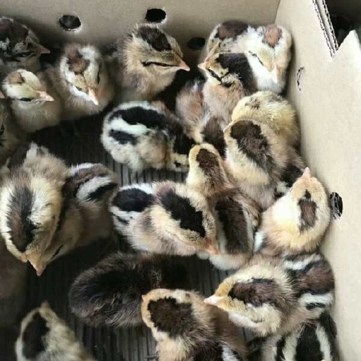 沭阳县青脚土鸡苗 