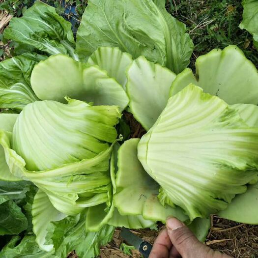 桂林包心芥菜 