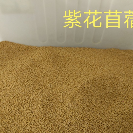 嘉祥县紫花苜蓿种子 经过机器严格筛选