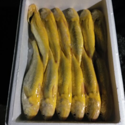 大黄鱼 人工养殖 0.5公斤以下 
