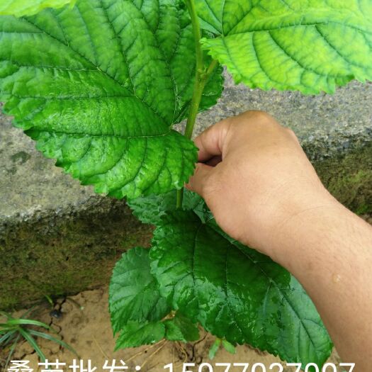 横州市养蚕桑树苗 
