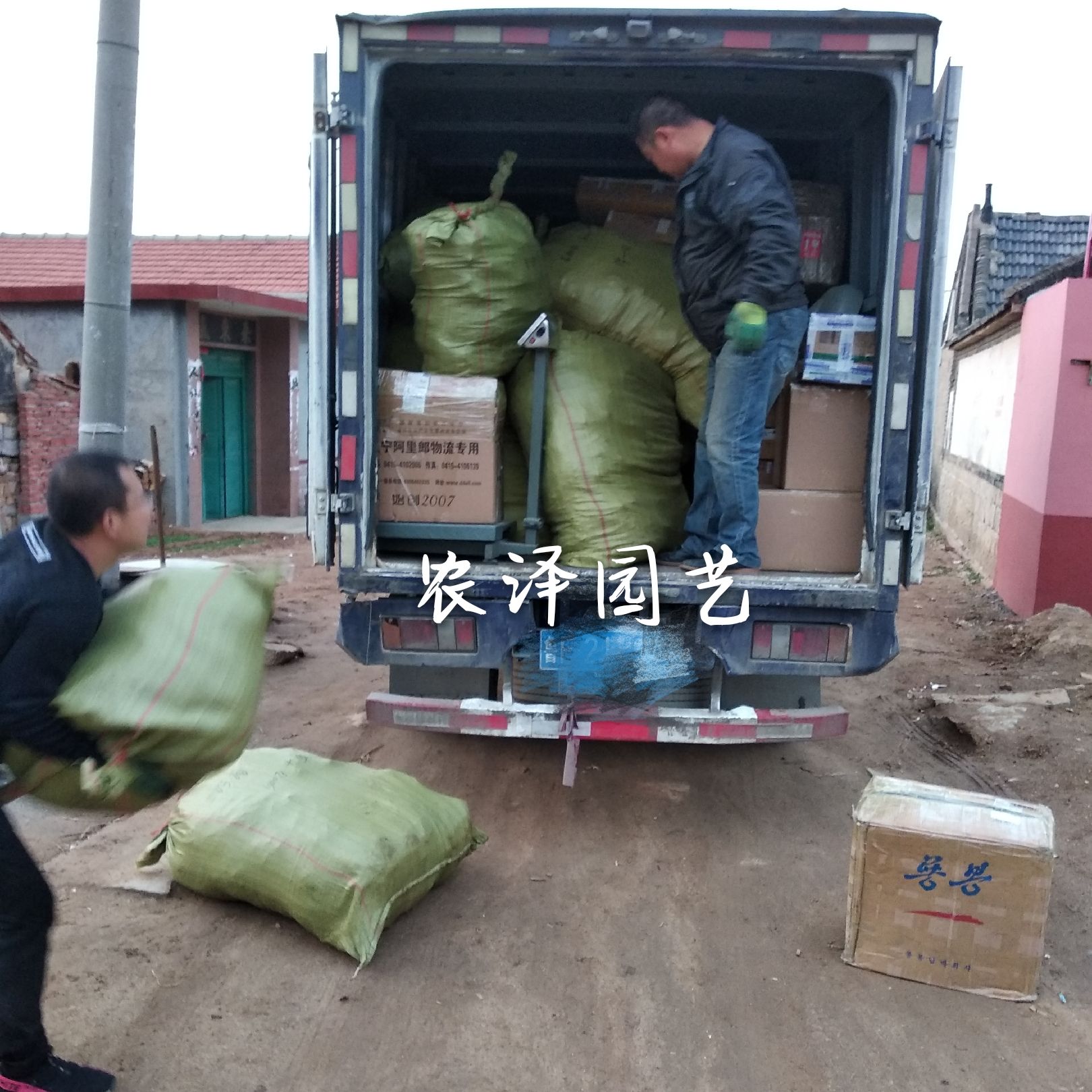 特早熟早黑玫瑰葡萄苗大棚葡萄苗批发基地保证纯度和成活率
